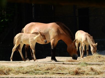 Przewalski-Pferde sichten mit RETTER EVENTS
